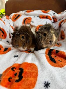 Rescue Abyssinian Guinea Pigs for Adoption in Walnut Grove, California - GG And Brownie | PetCurious